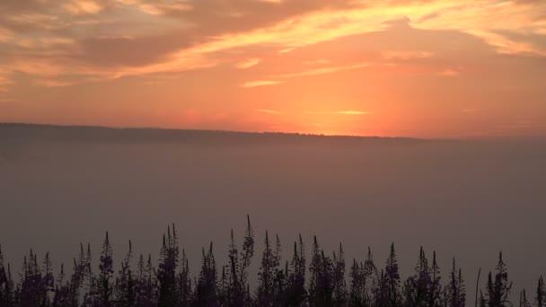 Brouillard rose levant dans la vallée forestière 