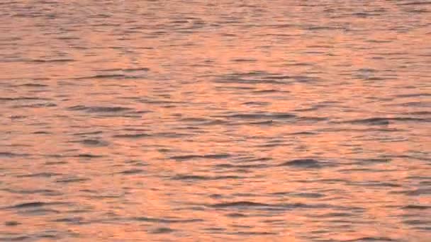 Struttura di sfondo di riflessi rosa dorato sull'acqua — Video Stock