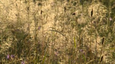 Parlak erken sabah çimenlerin üzerinde çiy damlaları