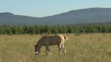 Mera yavaş sisli sabahı Foals atlarla.