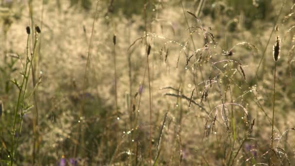 Glinsterende druppels dauw op het gras in de vroege ochtend. Zonnige zomerdag. — Stockvideo