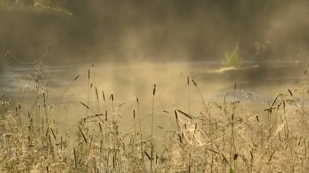 Ομίχλη πάνω από ποτάμι. Αστραφτερή σταγόνες δροσιάς στο γρασίδι. — Αρχείο Βίντεο