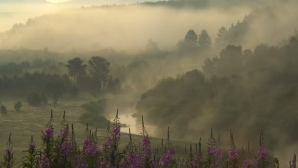 Mlha nad řekou v horách za úsvitu. Panorama krajiny. — Stock video