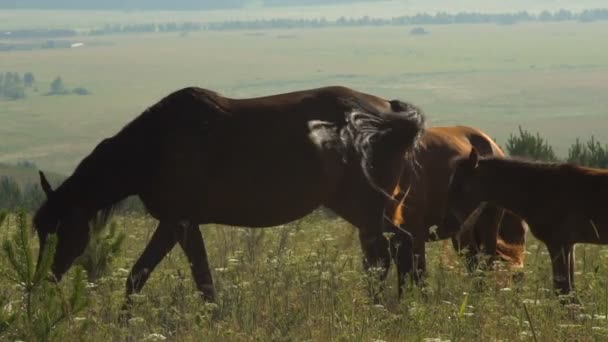 Mera yavaş sisli sabahı Foals atlarla. — Stok video