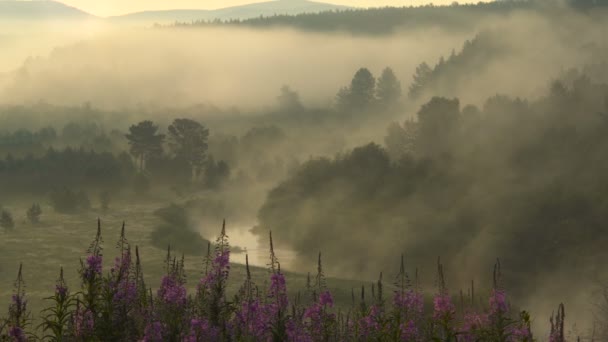 Niebla sobre el río en las montañas al amanecer. Paisaje panorámico . — Vídeos de Stock