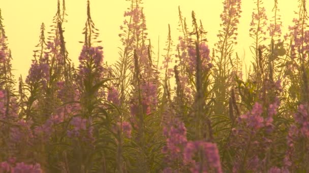Şafak kamera hareket, çiy fireweed çiçek — Stok video