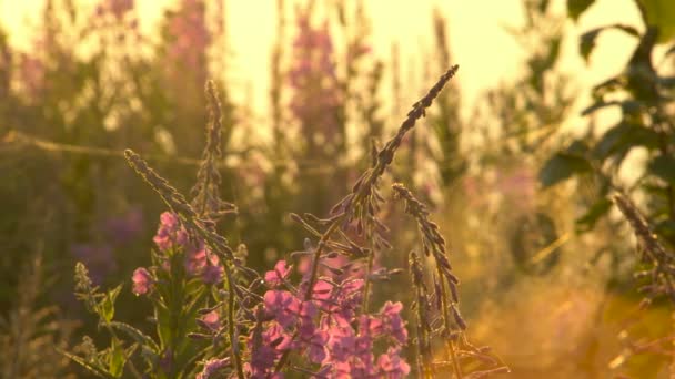 Fireweed kwiaty w rosy o świcie aparatu ruchu — Wideo stockowe