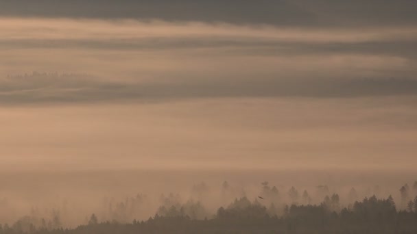 Misty Valley före gryningen i skogen. Sommar. — Stockvideo