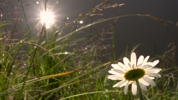 Reflejo del sol en el río sobre un fondo de flores de pradera — Vídeos de Stock