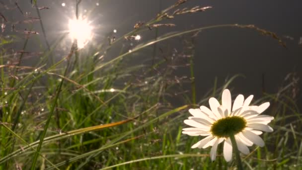 Riflessione del sole nel fiume su uno sfondo di fiori di prato — Video Stock