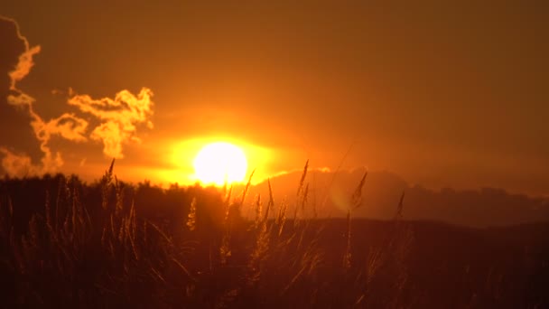 Taymlaps 日落在美丽的云彩，野生的草地上 — 图库视频影像