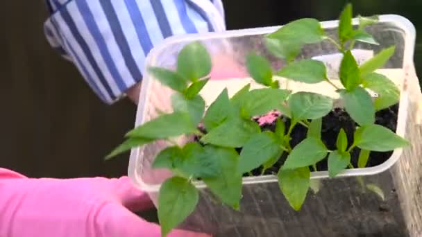 Zaailingen pepers in een Container in de armen van een vrouw die zich klaar voor de Landing — Stockvideo