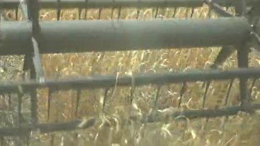 Kokpit görünümünden buğday hasat birleştirmek