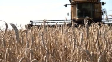 Büyük fon karşı olgun kulakları buğday hasat alanında birleştirmek
