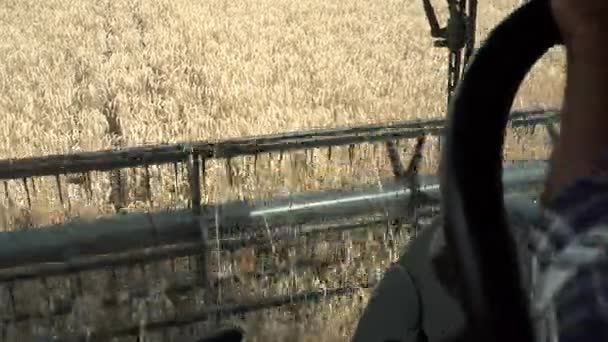 Combine Harvesting Wheat View From Cockpit — Stock Video