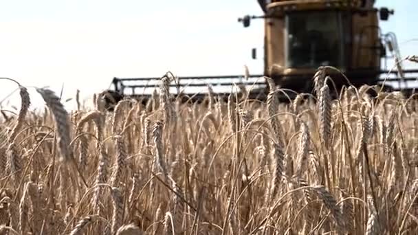 Orelhas maduras de trigo contra o pano de fundo de grande colheitadeira no campo — Vídeo de Stock