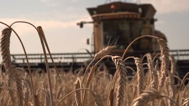 Orelhas maduras de trigo contra o pano de fundo de grande colheitadeira no campo — Vídeo de Stock