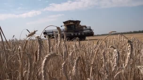 Trigo de orejas maduras contra el telón de fondo de la cosechadora combinada grande en el campo — Vídeo de stock