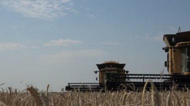 Ziraat Mühendisi buğday alanında birleştiren çalışmalarını yönlendirir