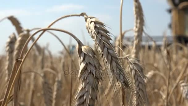 Agronom v pšeničné pole na řídí práci kombinuje — Stock video