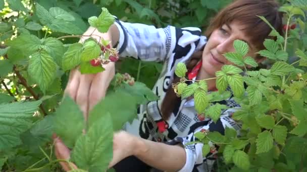 Vrouw verzamelt frambozen van een struik in de buurt van haar huis — Stockvideo