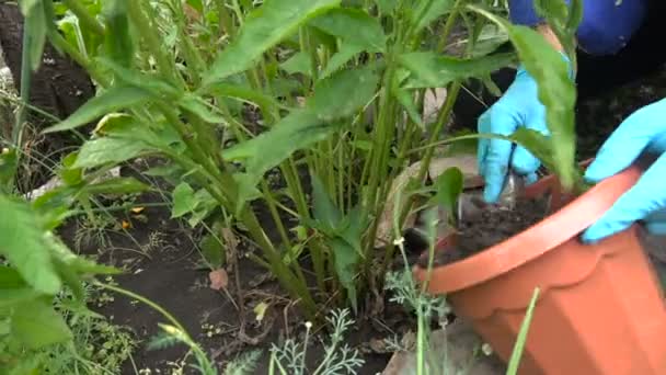 Jardín Trabajo Humus Fertilizante Flor Bush — Vídeos de Stock