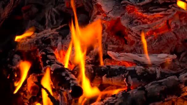 Beautiful Forest Fire Flames Close Up Slow Motion Video By C Victorfort Yandex Ru Stock Footage
