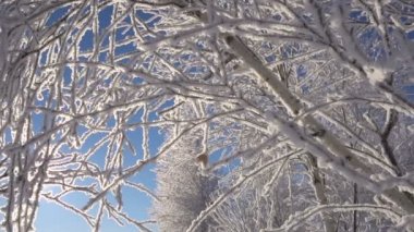 Noel süsler karlı Birch dallarında Hoarfrost, çerçeve içinde güneş