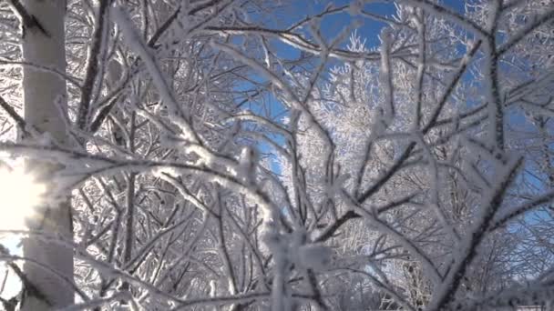 Natal ornamentos nevado vidoeiro Ramos em Hoarfrost, sol no quadro — Vídeo de Stock