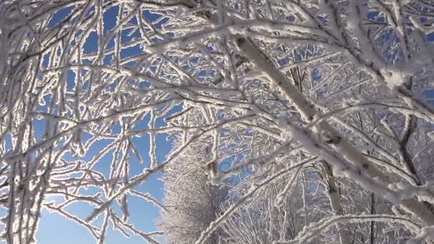 Adornos de Navidad Ramas de abedul nevado en Hoarfrost, sol en el marco — Vídeo de stock