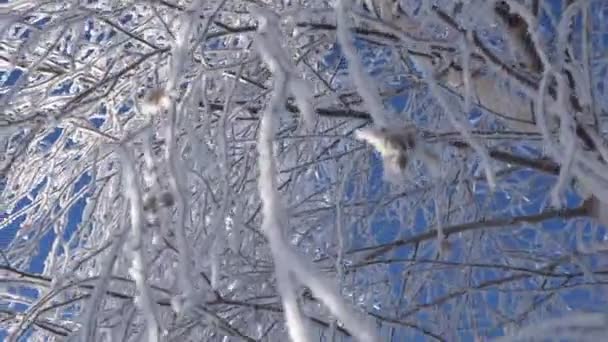 Ornamenti natalizi Rami di betulla innevati a Hoarfrost, sole nella cornice — Video Stock