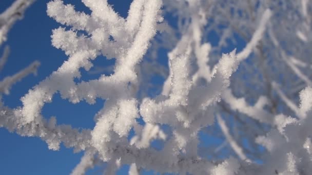 Gelée blanche sur les branches d'un motif de Noël Macro — Video