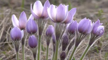 İlk bahar çiçekleri bulanık bir arka plan üzerinde büyük arkadan aydınlatmalı gündüz