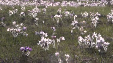 Huş ağacı ahşap arka plan üzerinde ilk çiçekli bahar çayır.