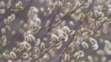 Bahar söğüt dalları Bloom üzerinde arka plan bulanık. Gün ışığı.
