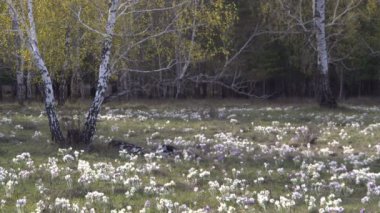 Huş ağacı ahşap arka plan üzerinde ilk çiçekli bahar çayır.