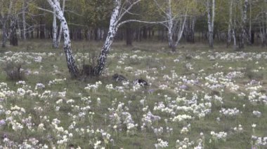 Huş ağacı ahşap arka plan üzerinde ilk çiçekli bahar çayır.