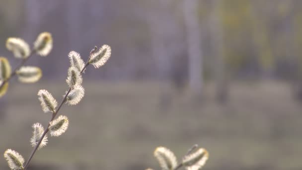 Spring Willow Branches Bloom em um fundo desfocado. Luz do dia . — Vídeo de Stock