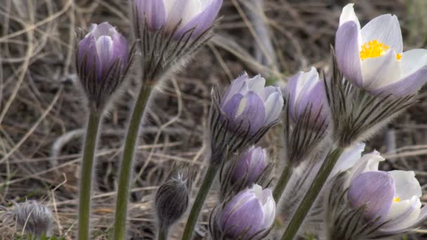 Πρώτη ανοιξιάτικα λουλούδια όνειρο βότανο μεγάλο οπίσθιο φωτισμό ημέρας σε θολή φόντο — Αρχείο Βίντεο