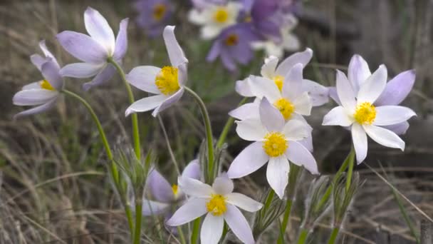 Primeras flores de primavera en gran retroiluminación durante el día sobre un fondo borroso — Vídeo de stock