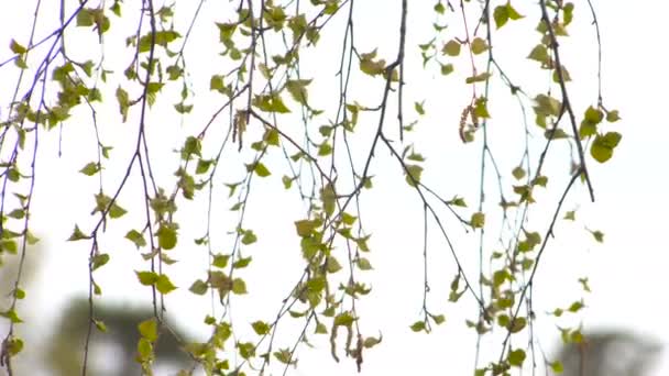 Young Leaves of Birch in Spring. Branches Swaying in the Wind — Stock Video
