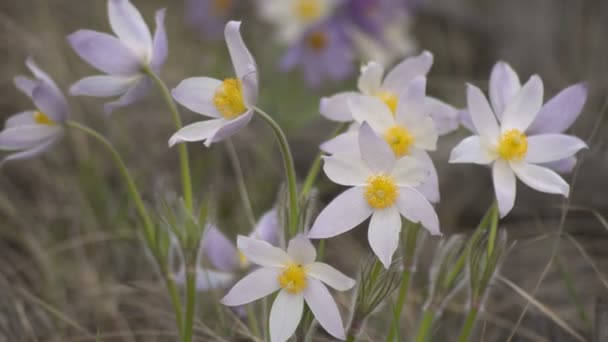 First Spring Flowers Dream Herb Large Backlit Daytime on a Blurred Background — Stock Video