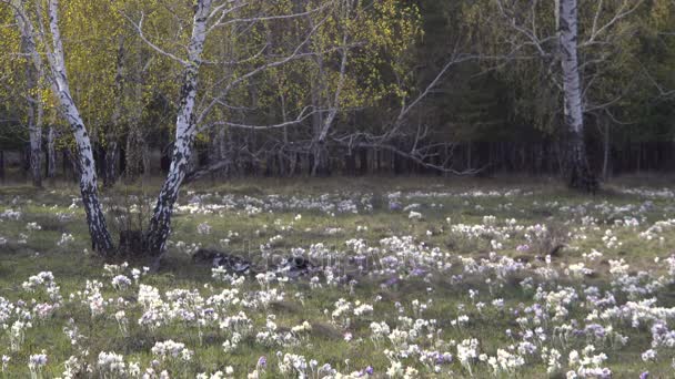 Lente weiland met eerste bloemen op achtergrond van berken hout. — Stockvideo