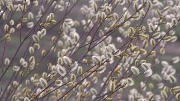 Ramas de sauce de primavera florecen sobre un fondo borroso. Luz del día . — Vídeos de Stock