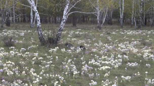 Jarní louka s první květy na pozadí z březového dřeva. — Stock video