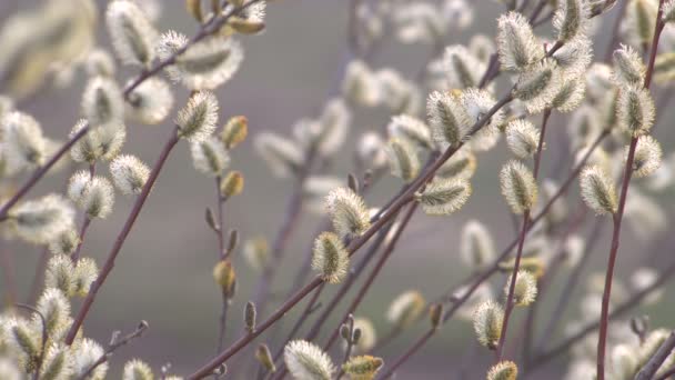 Ramas de sauce de primavera florecen sobre un fondo borroso. Luz del día . — Vídeos de Stock