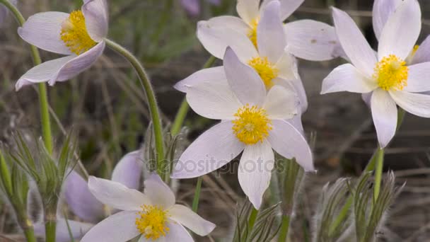 Первый весенний цветок Мечта трава большой подсветкой Днем на размытом фоне — стоковое видео