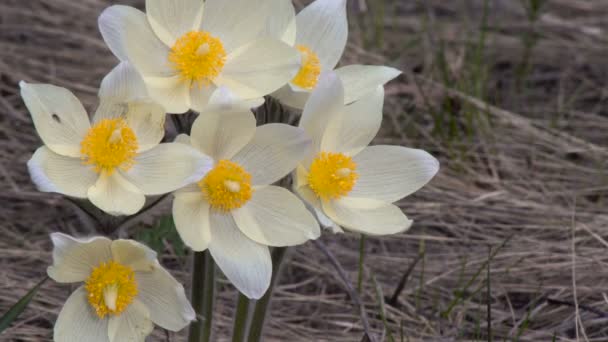 Premières fleurs de printemps Herbe de rêve grande rétro-éclairé de jour sur un fond flou — Video