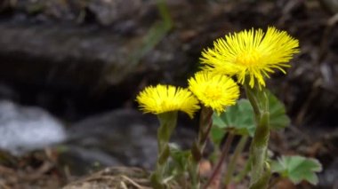 Sarı bahar çiçekleri Creek bir arka plan üzerinde