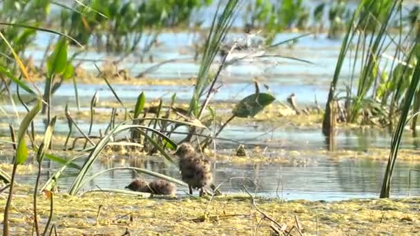 Пташеня чайок гніздо на озері — стокове відео